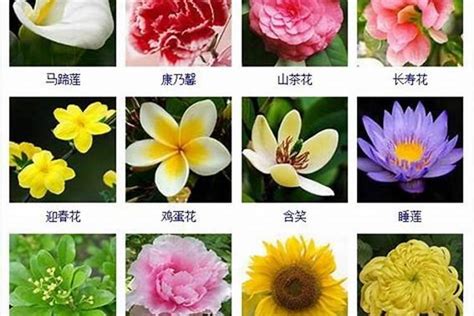 花名 意思|寓意好听的花名